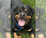 Small Rottweiler