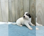 Small #1 Great Pyrenees