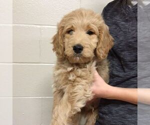 Goldendoodle-Poodle (Miniature) Mix Puppy for sale in NARVON, PA, USA