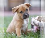 Small #1 Golden Retriever Mix