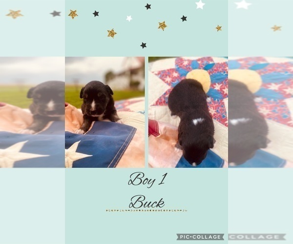 Medium Photo #8 Miniature Australian Shepherd Puppy For Sale in BLMGTN, IN, USA