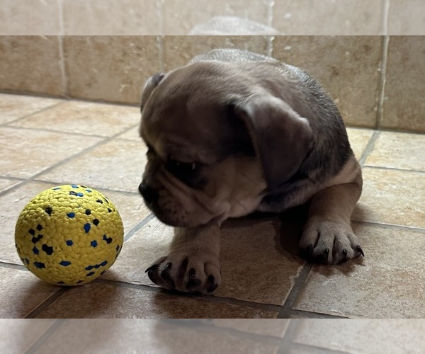 Medium Photo #43 American Bullnese-French Bulldog Mix Puppy For Sale in DISCOVERY BAY, CA, USA