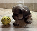 Small Photo #43 American Bullnese-French Bulldog Mix Puppy For Sale in DISCOVERY BAY, CA, USA