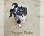 Small #14 Dachshund