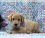 Small #3 Labrador Retriever