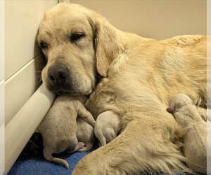 Mother of the English Cream Golden Retriever puppies born on 11/15/2025
