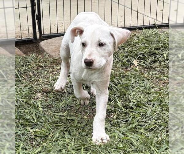 Medium Photo #3 Labrador Retriever-Unknown Mix Puppy For Sale in San Diego, CA, USA