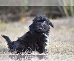Small #5 Shih Aussie