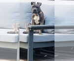 Small American Staffordshire Terrier-Boxer Mix