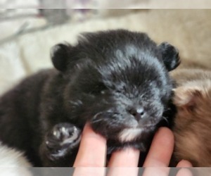 Pomeranian Dogs for adoption in LONG EDDY, NY, USA