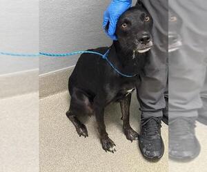 Labrador Retriever-Unknown Mix Dogs for adoption in Las Vegas, NV, USA