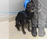 *LAYS - Female Labrador Retriever-Unknown Mix Dog for Adoption - Small photo