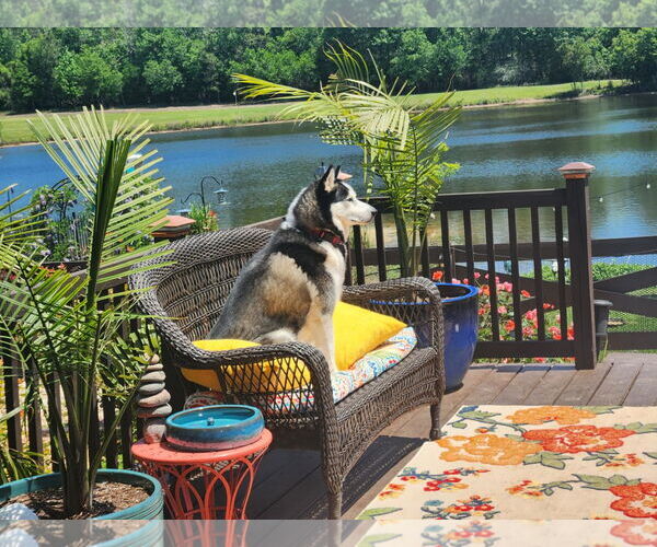 Medium Photo #7 - Mix Puppy For Sale in Scottsboro, AL, USA