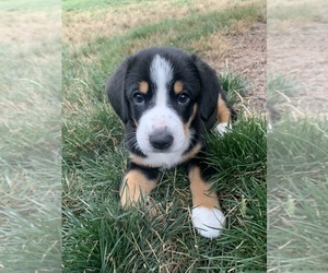 Entlebucher Mountain Dog Puppy for sale in Langley, British Columbia, Canada
