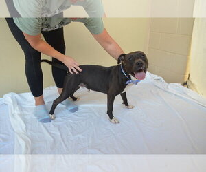 Blown Fuse - Male American Pit Bull Terrier-Unknown Mix Dog for Adoption - Photo #3
