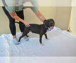 Small Photo #3 American Pit Bull Terrier-Unknown Mix Puppy For Sale in McKinney, TX, USA