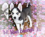 Banrigh - Female Siberian Husky Dog for Adoption - Small photo