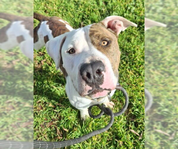 Medium Photo #3 Mutt Puppy For Sale in Woodland, CA, USA