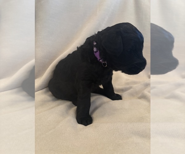 Medium Photo #5 Schnoodle (Giant) Puppy For Sale in MINNEAPOLIS, MN, USA