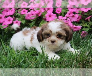 Zuchon Puppy for sale in BLOOMINGTON, IN, USA