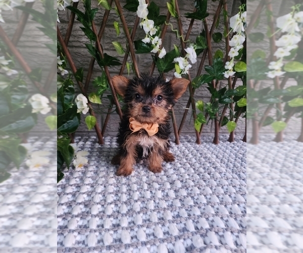 Medium Photo #1 Yorkshire Terrier Puppy For Sale in INDIANAPOLIS, IN, USA