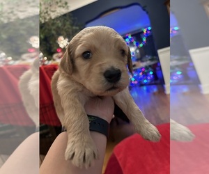 Goldendoodle Puppy for sale in MELVINDALE, MI, USA