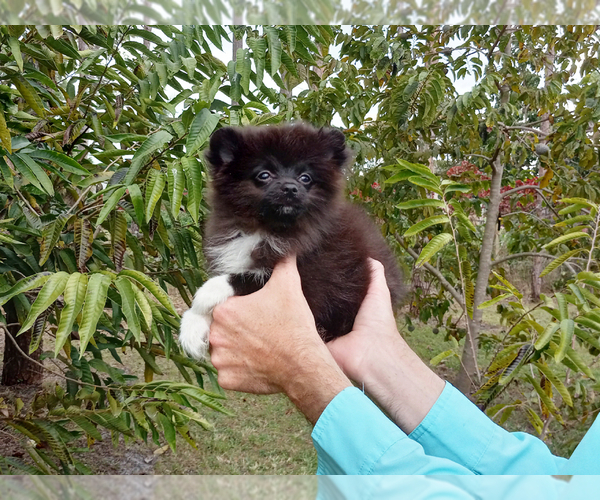 Medium Photo #3 Pomeranian Puppy For Sale in WEST PALM BEACH, FL, USA