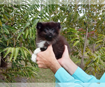 Small Photo #3 Pomeranian Puppy For Sale in WEST PALM BEACH, FL, USA