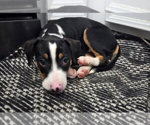 Lini - Female American Pit Bull Terrier-Unknown Mix Dog for Adoption - Photo #3