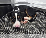 Small #2 American Pit Bull Terrier Mix
