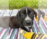 Small #1 Bulldog-Labrador Retriever Mix