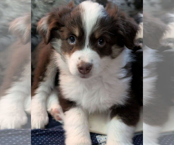 Medium Photo #1 Mutt Puppy For Sale in Brooklyn Center, MN, USA