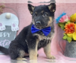 German Shepherd Dog Puppy for sale in LANCASTER, PA, USA