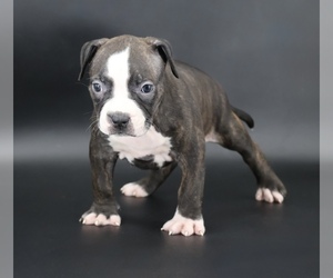 American Bully Puppy for sale in CHAMPAIGN, IL, USA