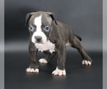 Image preview for Ad Listing. Nickname: Nyla