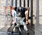 Small #3 Australian Cattle Dog-Border Collie Mix