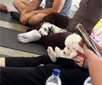Small #16 Sheepadoodle