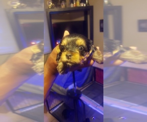 Maltese-Morkie Mix Puppy for sale in SACRAMENTO, CA, USA