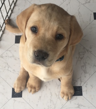 Medium Photo #1 Golden Labrador Puppy For Sale in FAYETTEVILLE, GA, USA