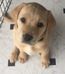 Small Photo #1 Golden Labrador Puppy For Sale in FAYETTEVILLE, GA, USA