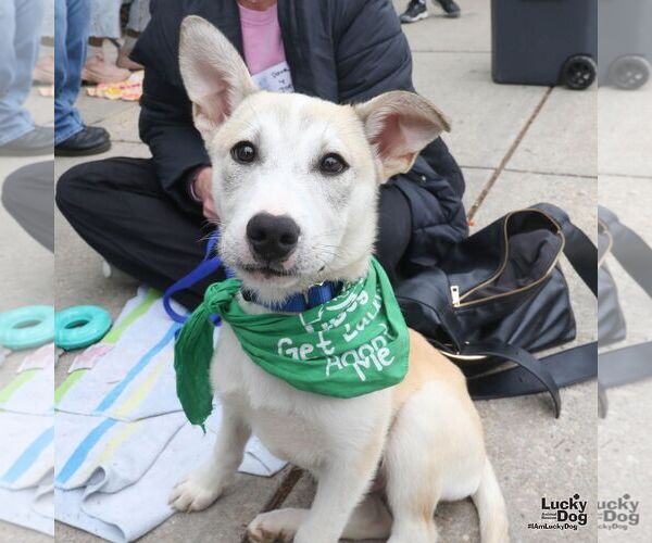 Medium Photo #8 Australian Shepherd-Unknown Mix Puppy For Sale in Washington, DC, USA