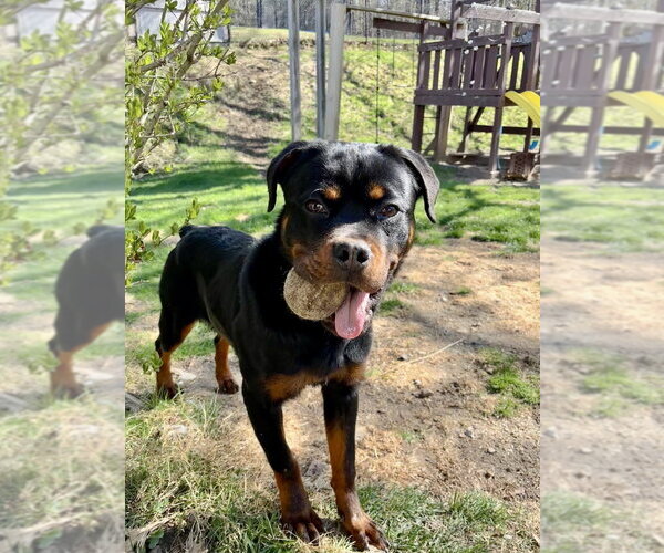 Medium Photo #3 Rottweiler Puppy For Sale in Brewster, NY, USA