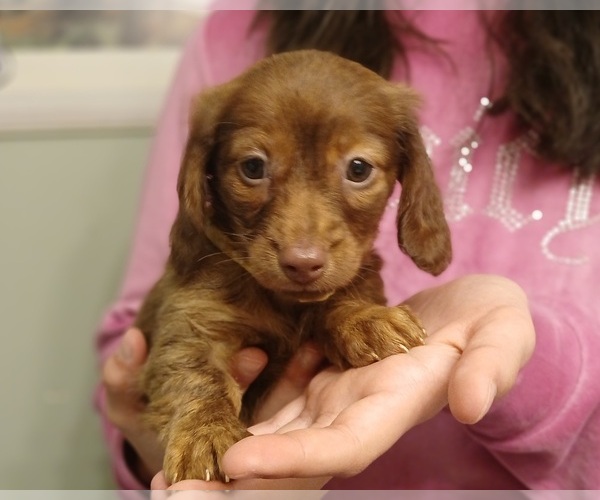 Medium Photo #1 Dachshund Puppy For Sale in BURLINGTON, MA, USA