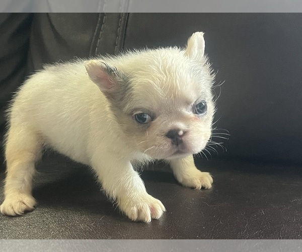 Medium Photo #4 French Bulldog Puppy For Sale in JUSTIN, TX, USA