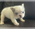Small #3 French Bulldog