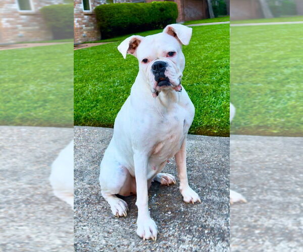 Medium Photo #2 Boxer Puppy For Sale in Austin, TX, USA