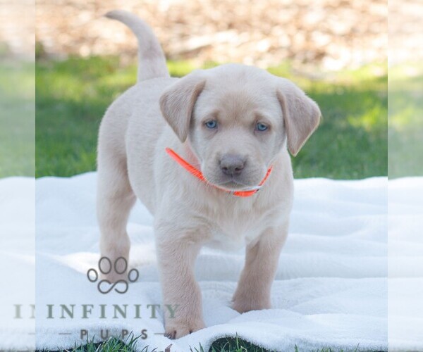 Medium Photo #1 Labrador Retriever Puppy For Sale in NARVON, PA, USA