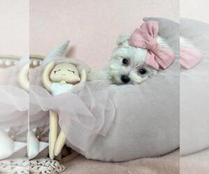 Maltese Puppy for sale in MIAMI BEACH, FL, USA