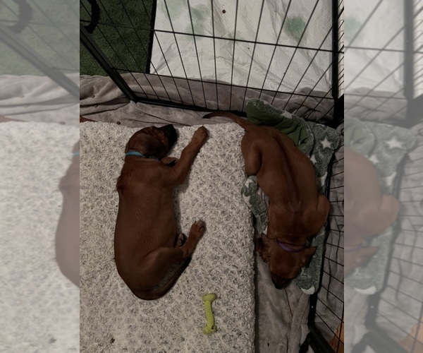Medium Photo #8 Rhodesian Ridgeback Puppy For Sale in MURFREESBORO, TN, USA