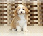 Small #2 Bernedoodle (Miniature)